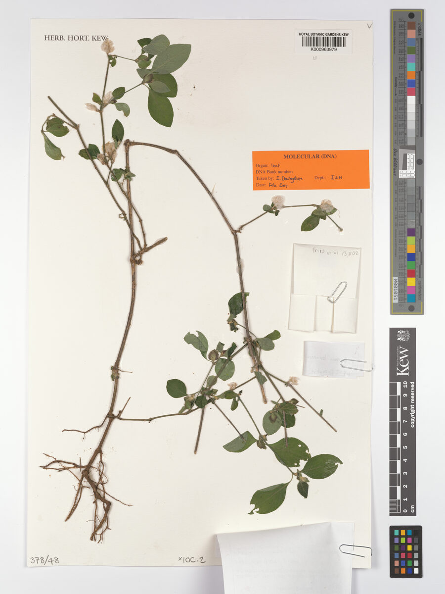 Barleria bornuensis — photo