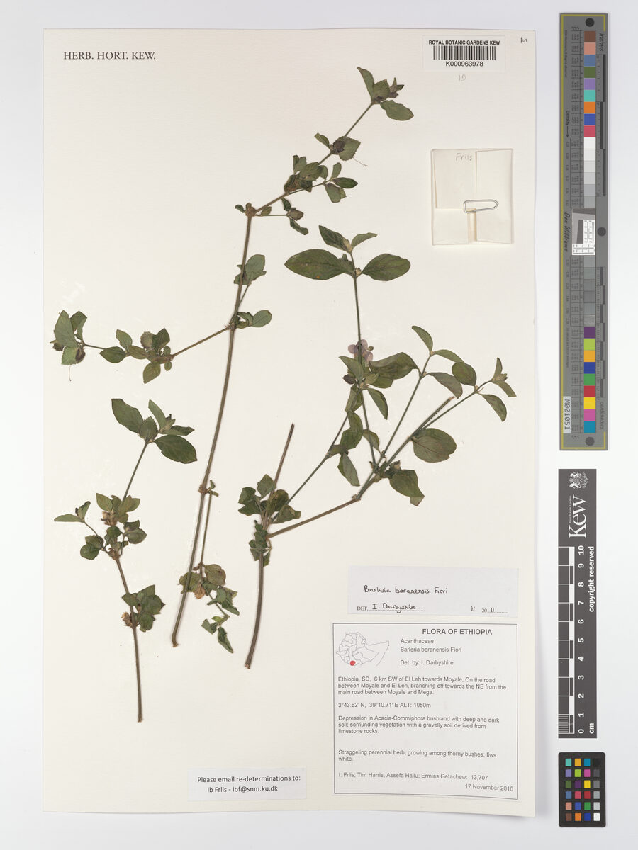 Barleria bornuensis