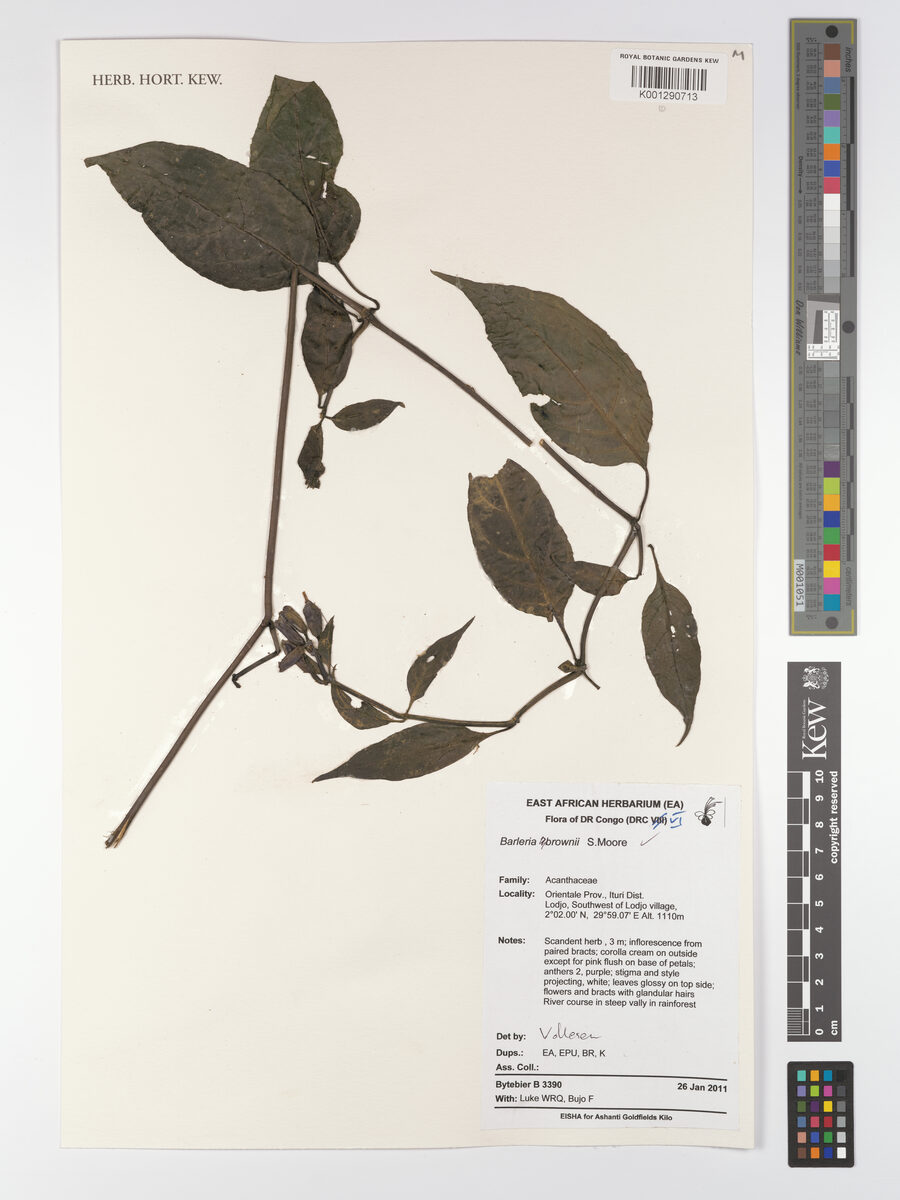 Barleria brownii — photo