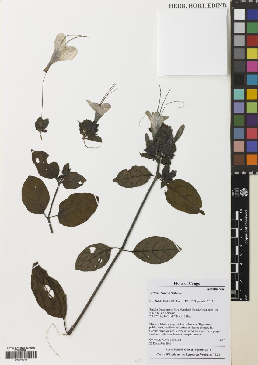 Barleria brownii — photo