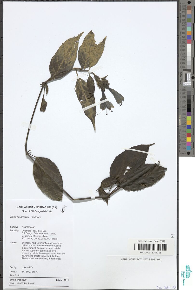 Barleria brownii