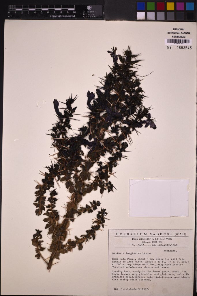 Barleria longissima — photo