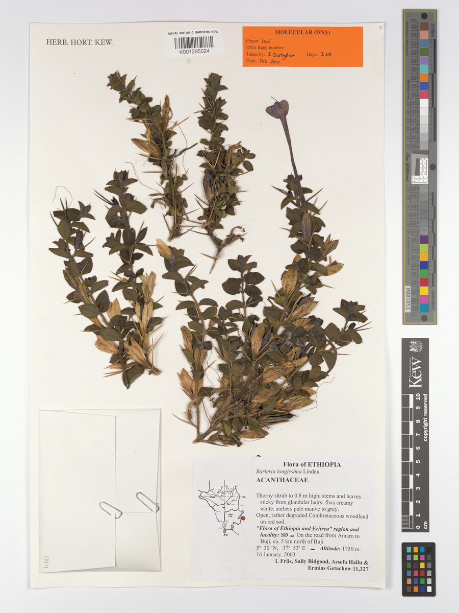 Barleria longissima