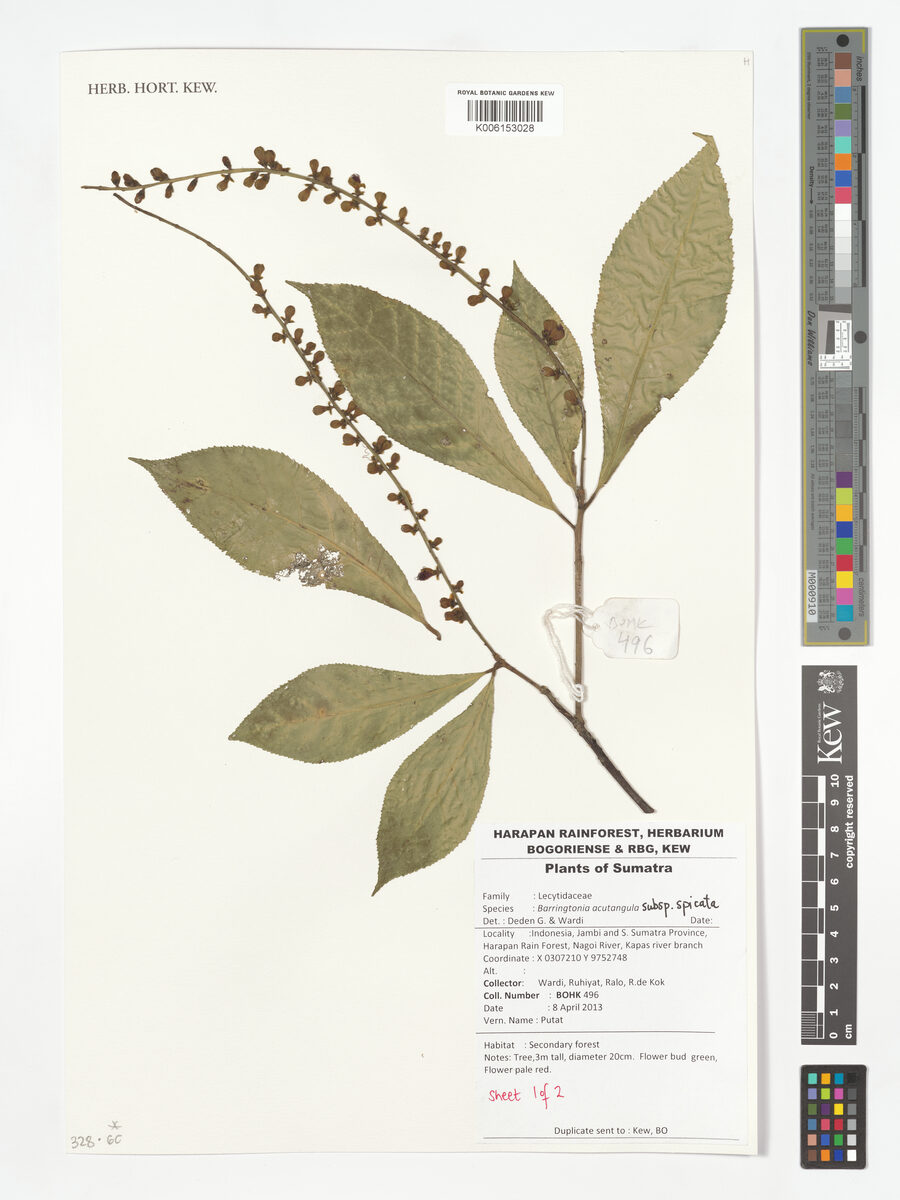 Barringtonia acutangula subsp. spicata (Putat nasi) — photo