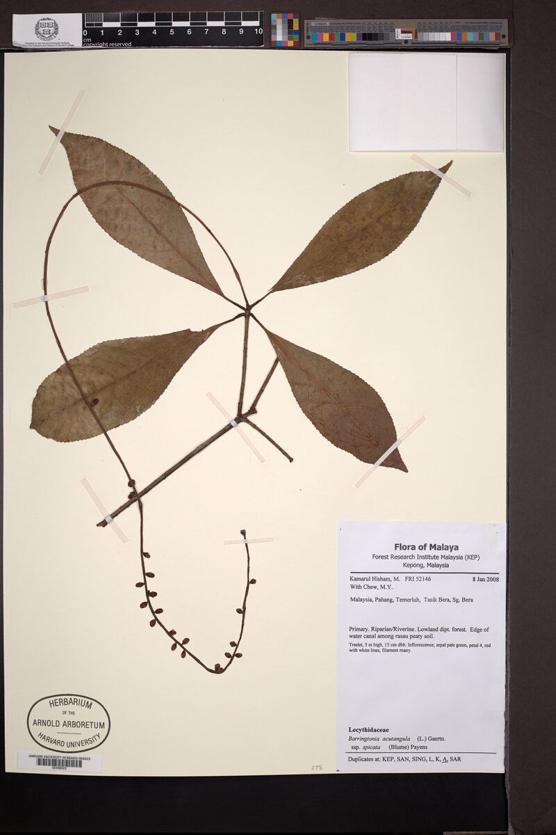 Barringtonia acutangula subsp. spicata (Putat nasi) — photo