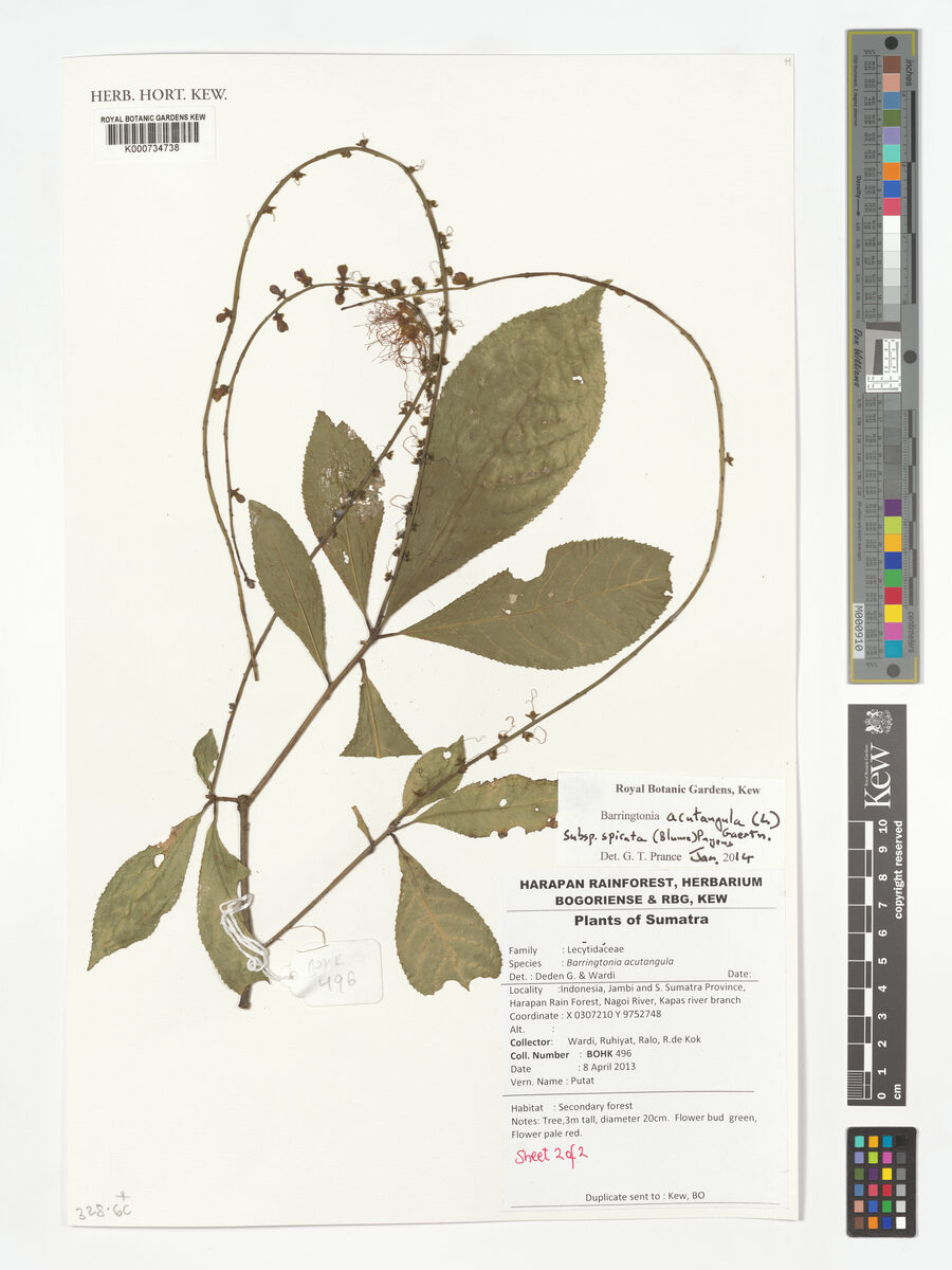 Barringtonia acutangula subsp. spicata