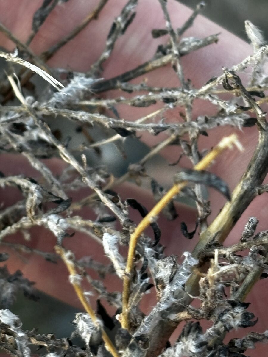Bassia scoparia - (L.)A.J.Scott. (Summer Cypress) — photo