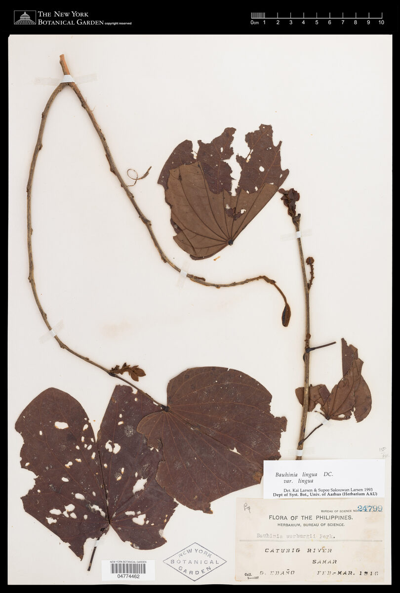 Bauhinia lingua (Tongue-leaved Bauhinia) — photo