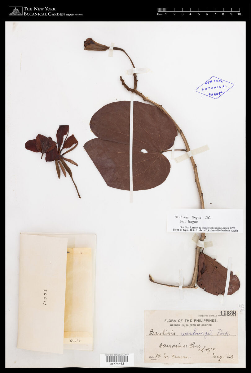 Bauhinia lingua (Tongue-leaved Bauhinia) — photo