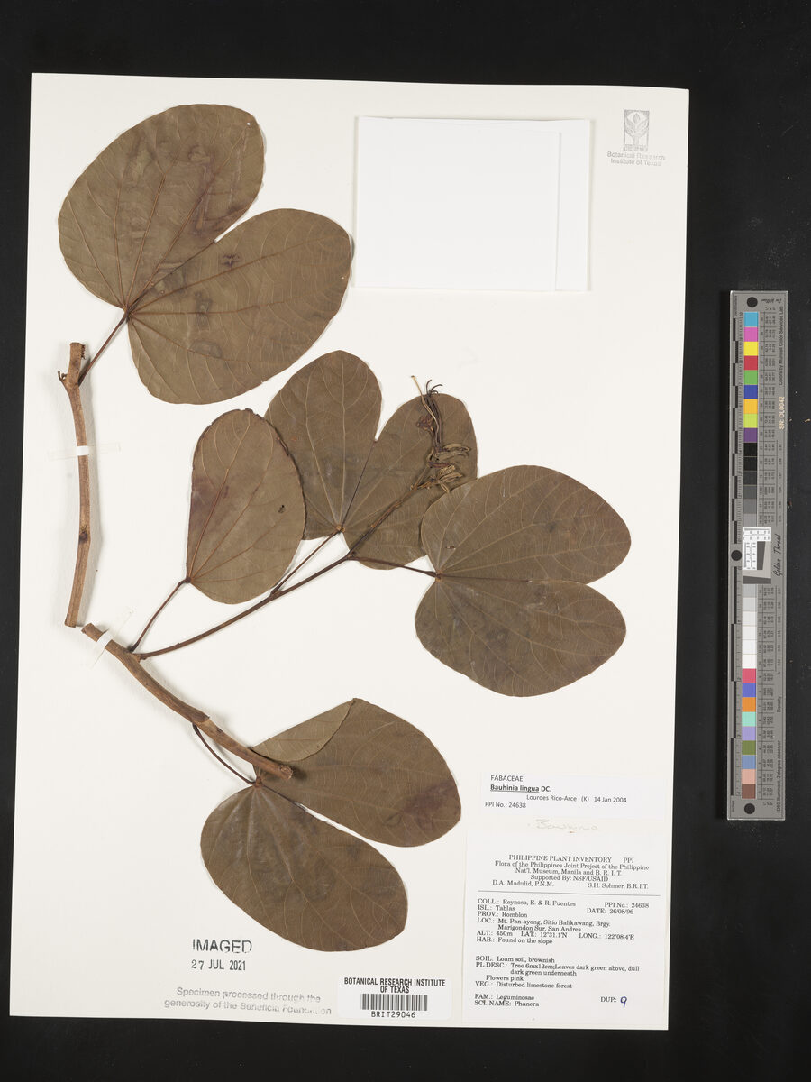 Bauhinia lingua