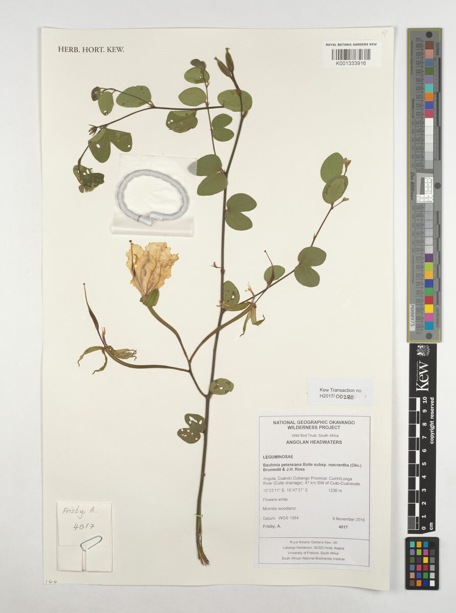 Bauhinia petersiana subsp. macrantha (Wild coffee beans) — photo