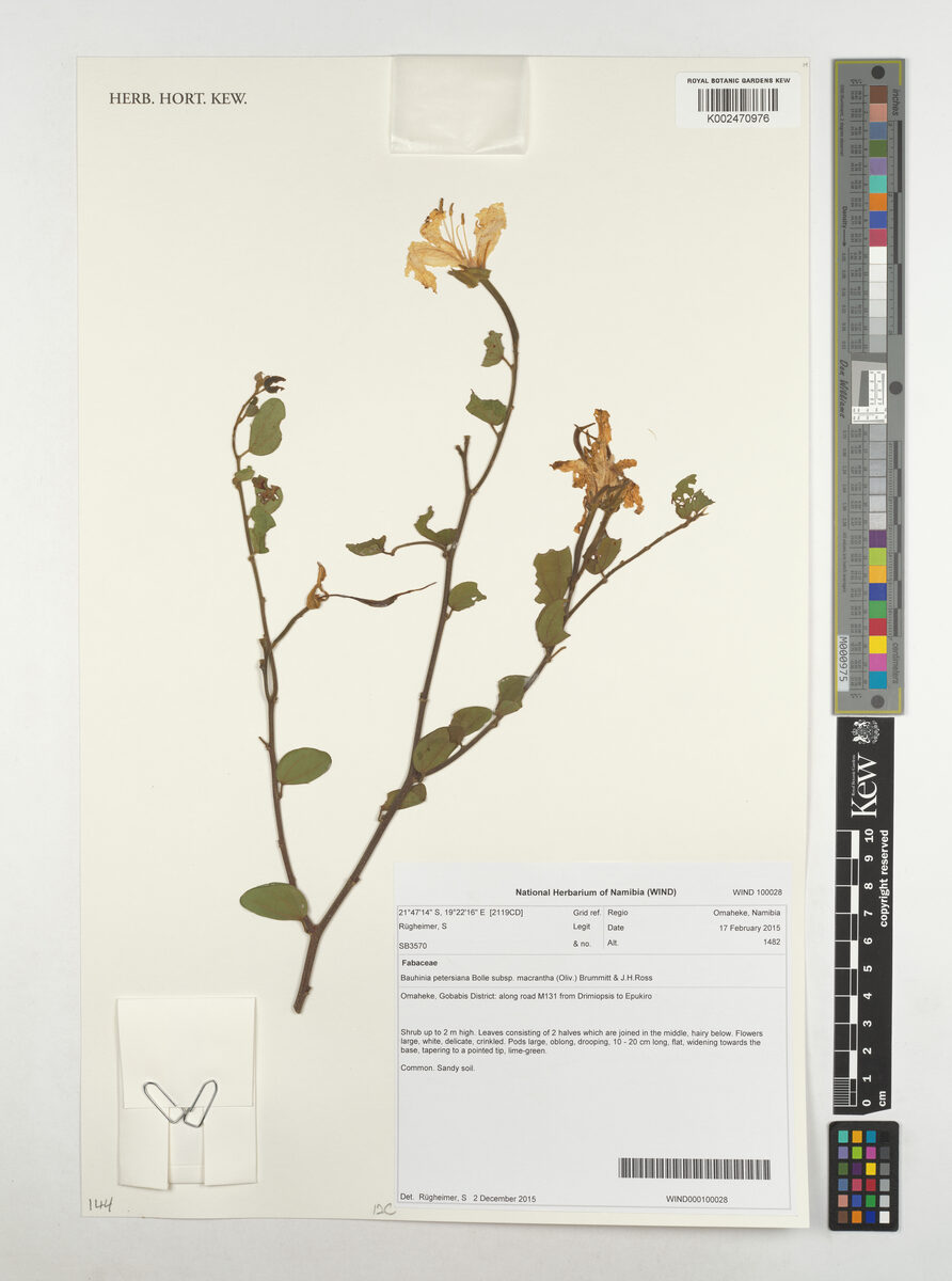 Bauhinia petersiana subsp. macrantha (Wild coffee beans) — photo