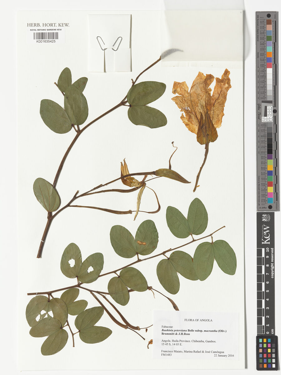 Bauhinia petersiana subsp. macrantha