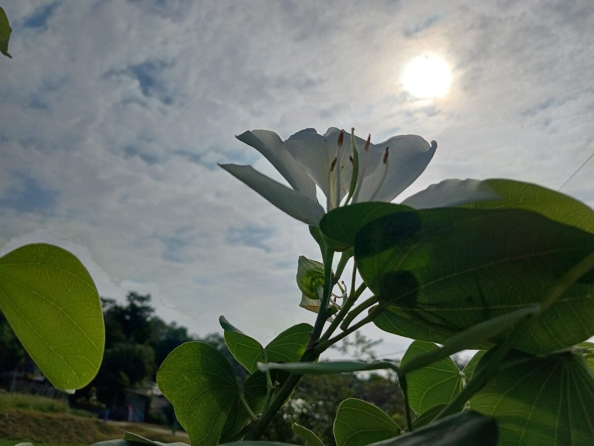 Bauhinia variegata var. candida (White orchid tree) — photo