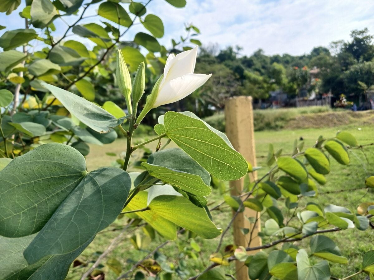 Bauhinia variegata var. candida (White orchid tree) — photo