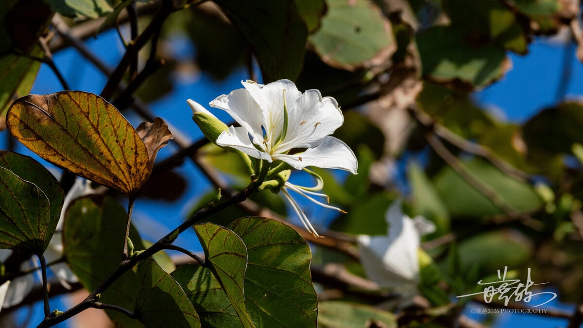 Bauhinia variegata var. candida