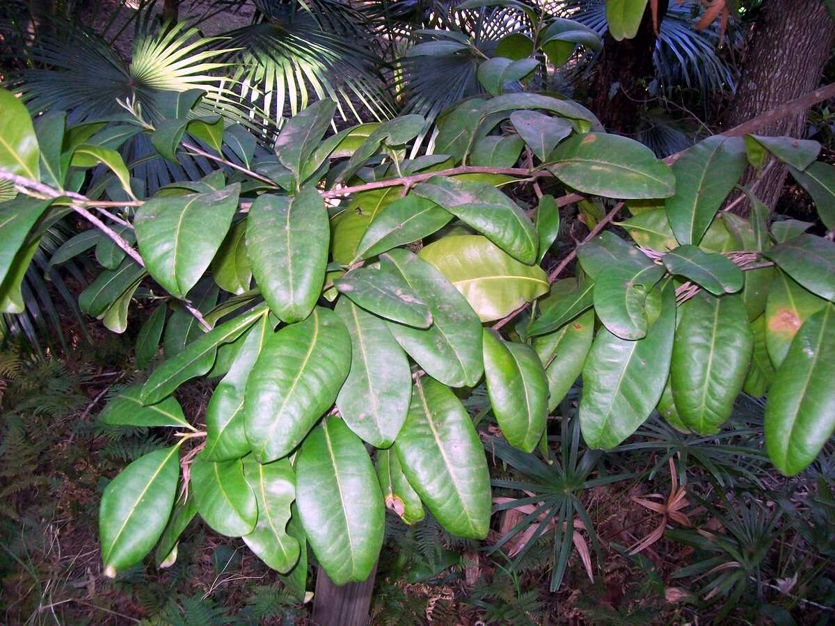 Beccariella papyracea