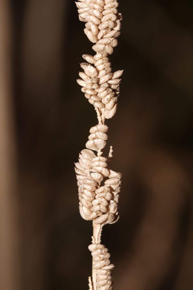 Beckmannia syzigachne - (Steud.)Fernald. (American Sloughgrass) — photo
