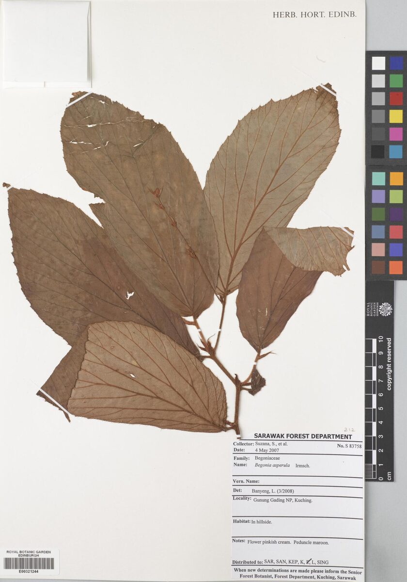 Begonia aspersa — photo