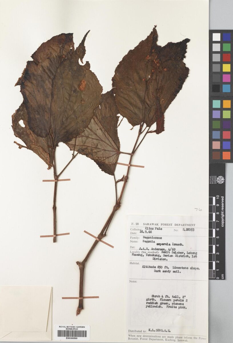 Begonia aspersa — photo