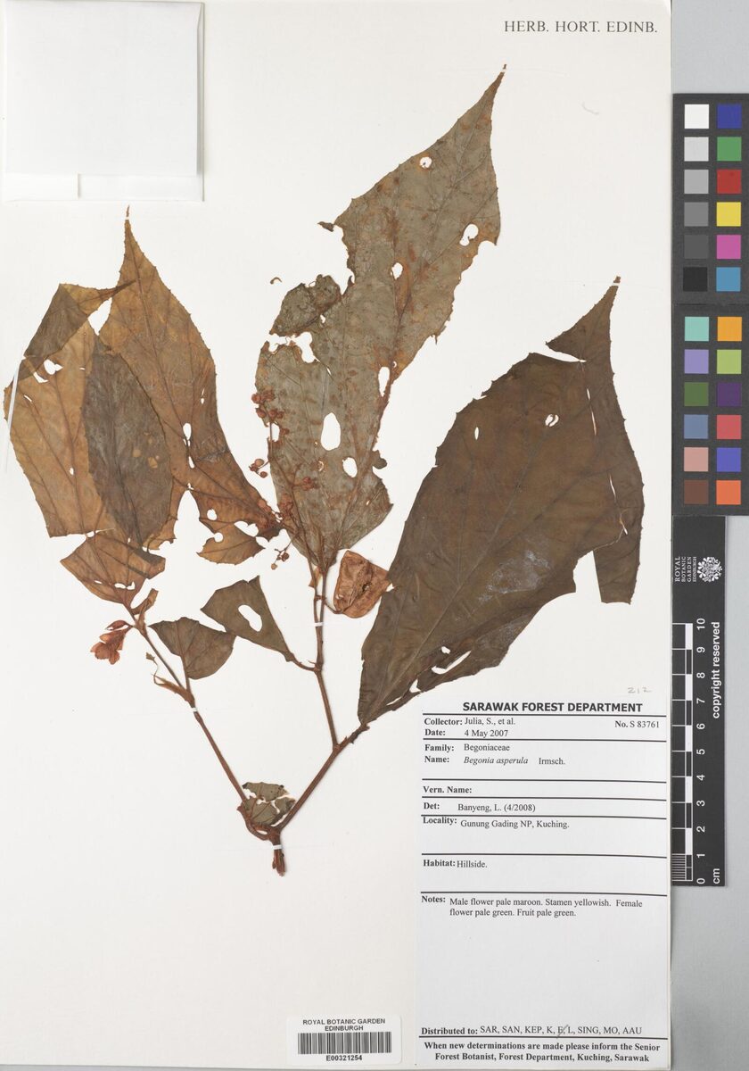 Begonia aspersa