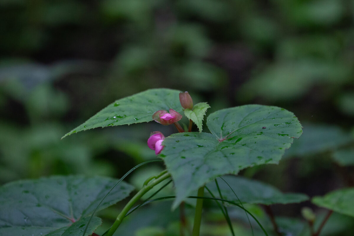 Begonia grandis subsp. sinensis — photo