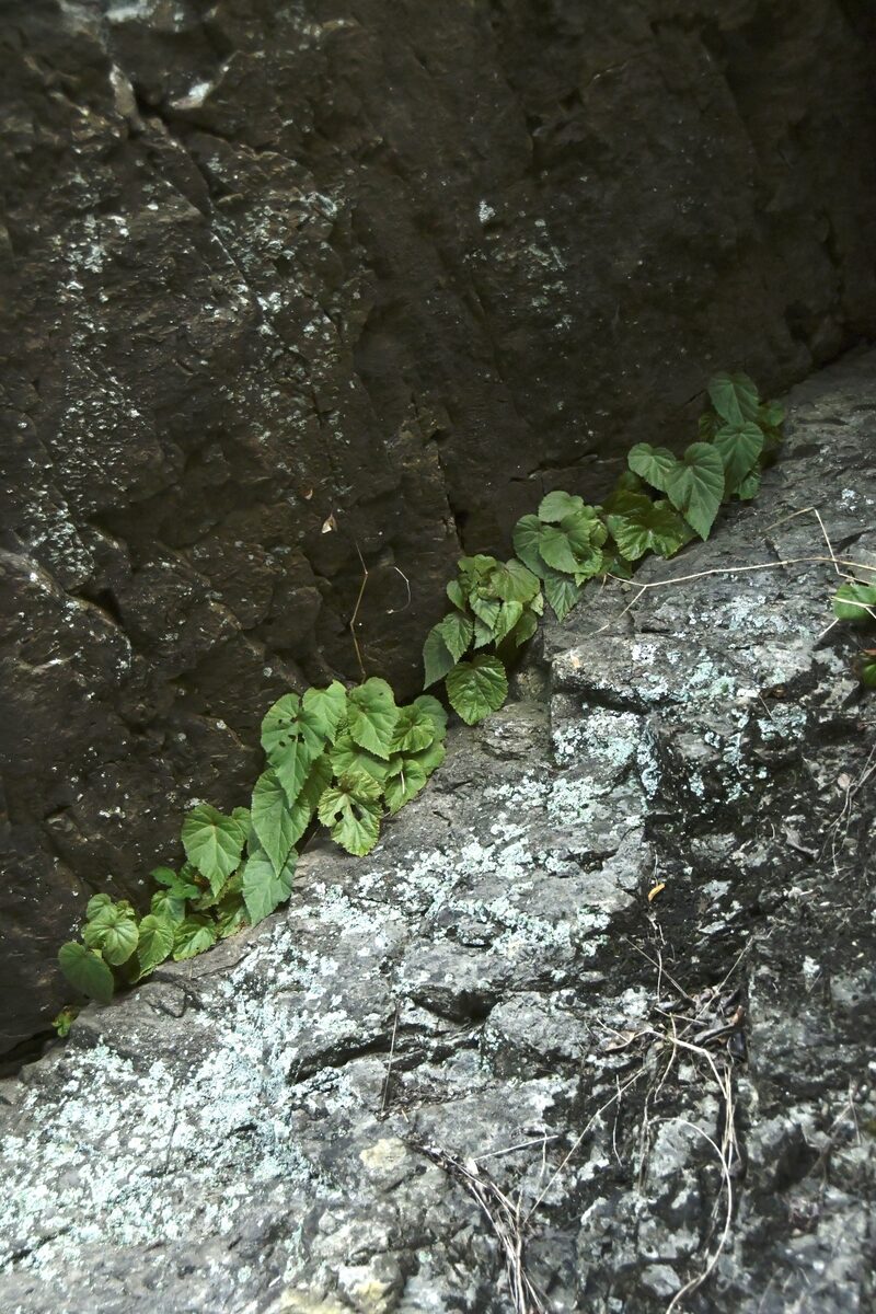 Begonia grandis subsp. sinensis — photo