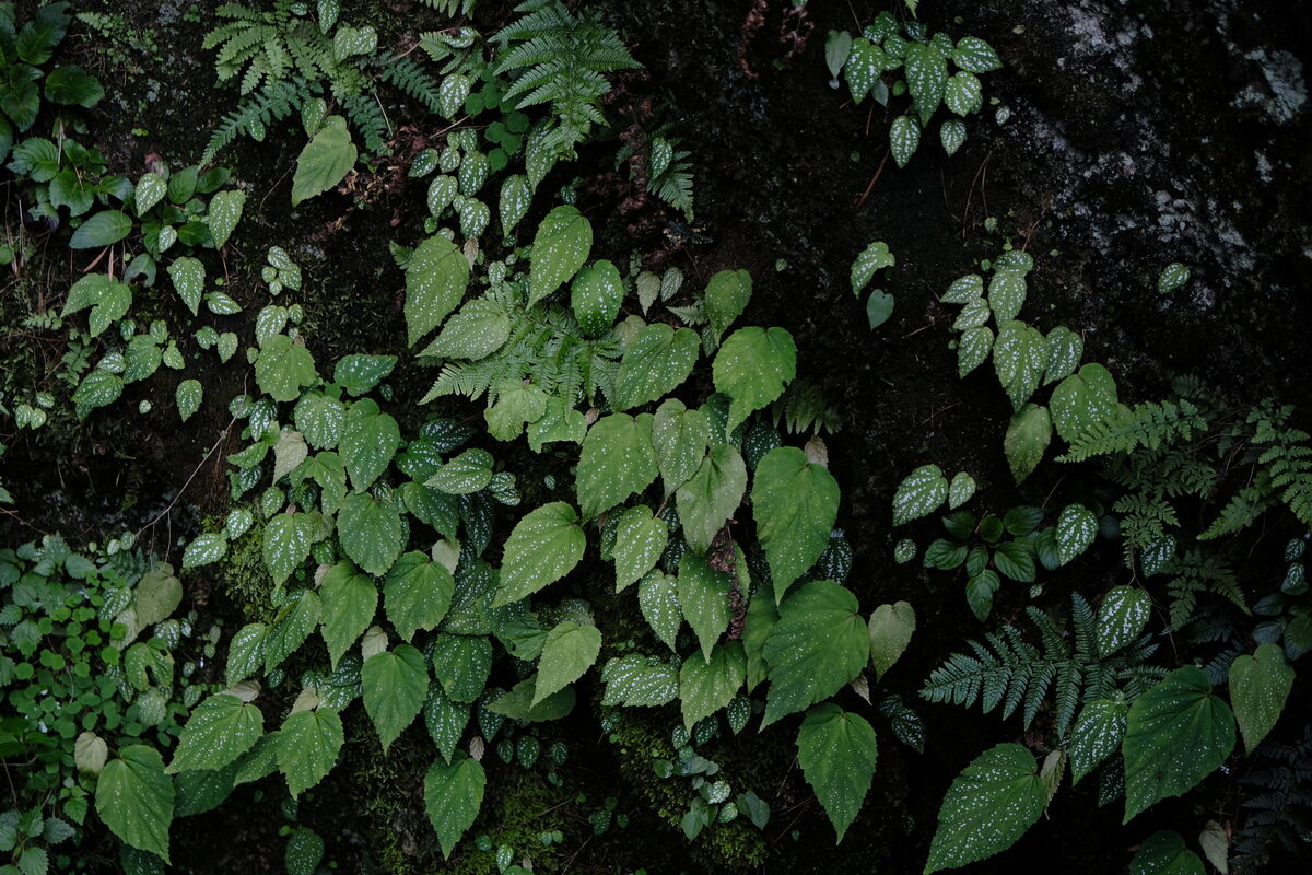 Begonia grandis subsp. sinensis