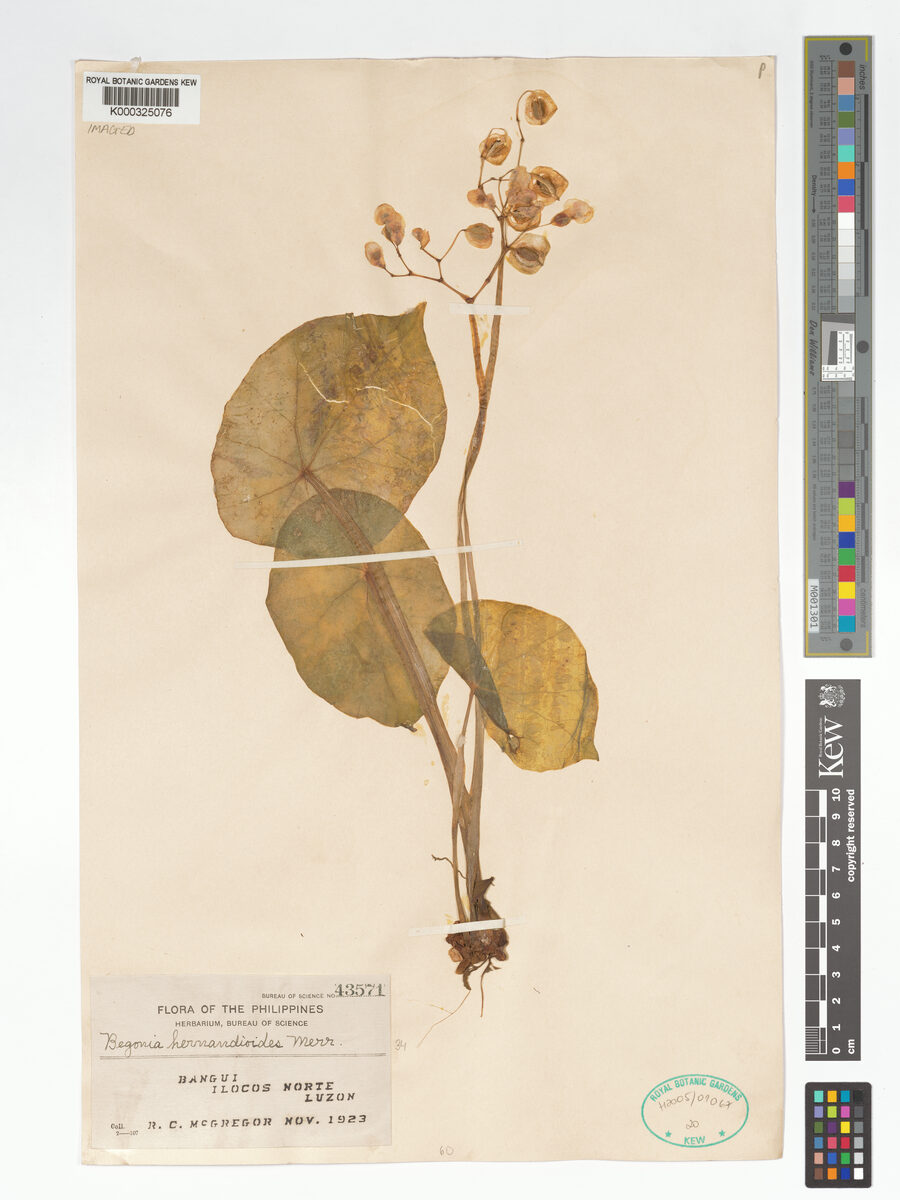 Begonia hernandioides — photo
