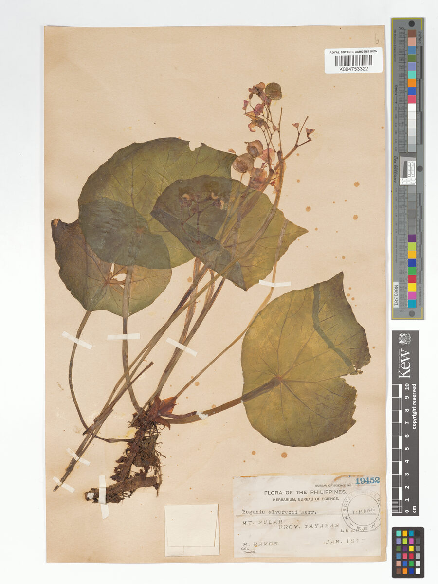 Begonia hernandioides — photo