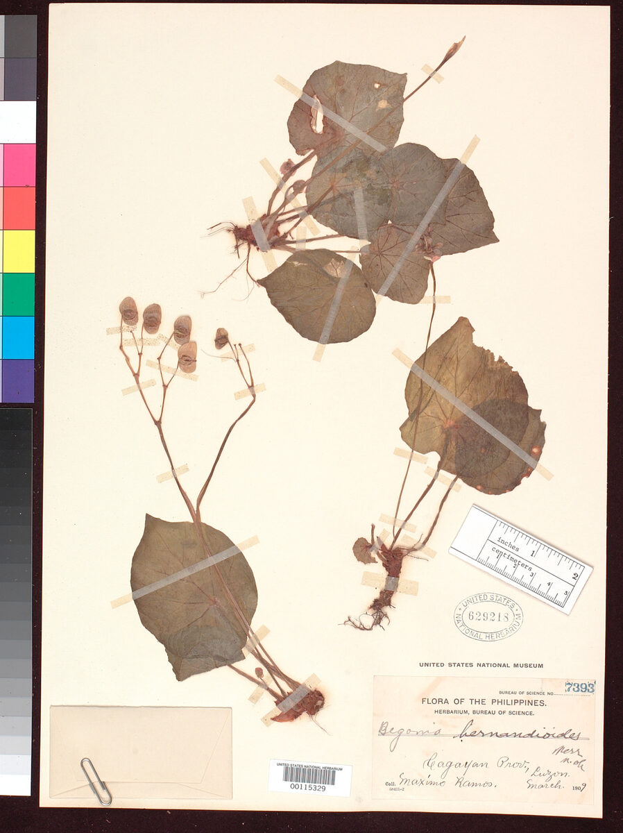Begonia hernandioides
