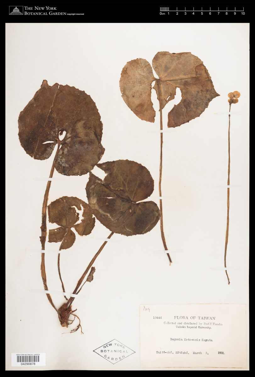 Begonia kotoensis — photo