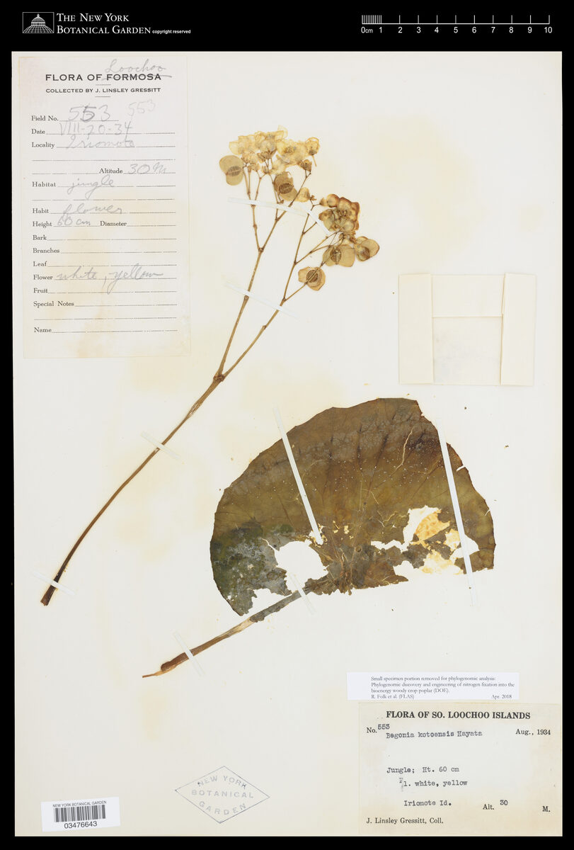 Begonia kotoensis