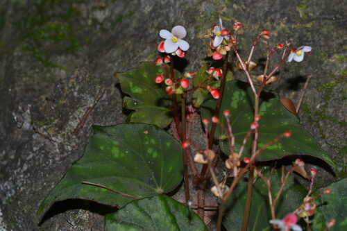 Begonia nigritarum — photo