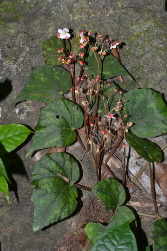 Begonia nigritarum