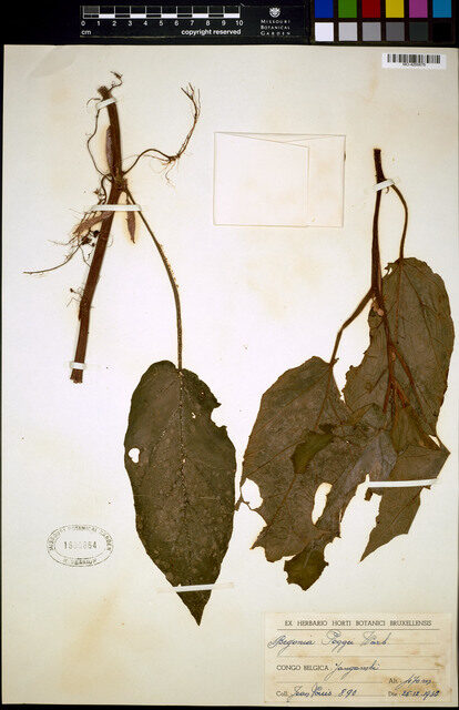 Begonia poggei — photo
