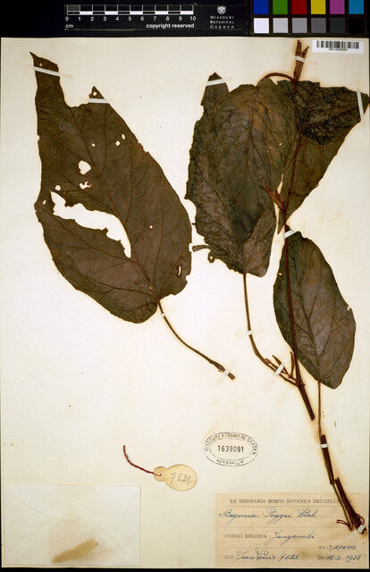 Begonia poggei
