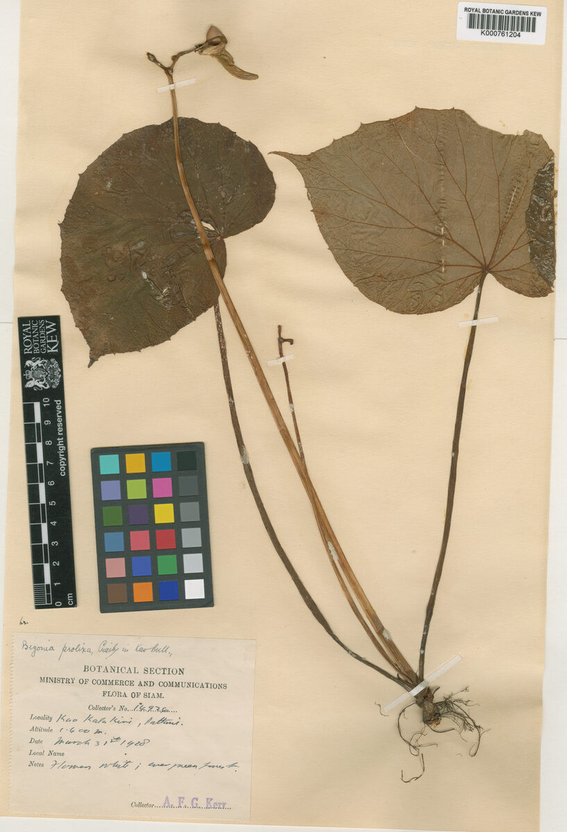 Begonia prolixa — photo