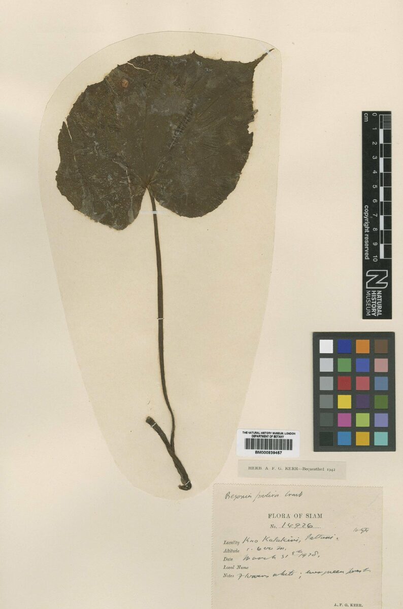 Begonia prolixa — photo