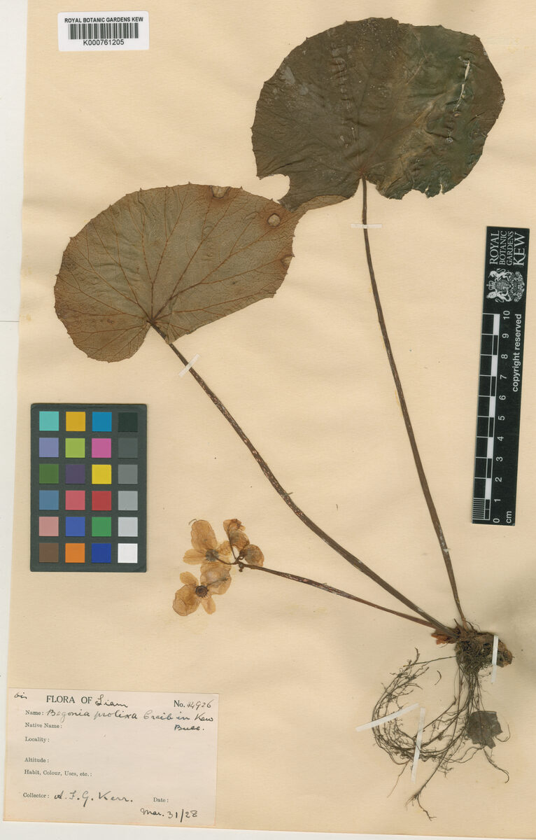 Begonia prolixa