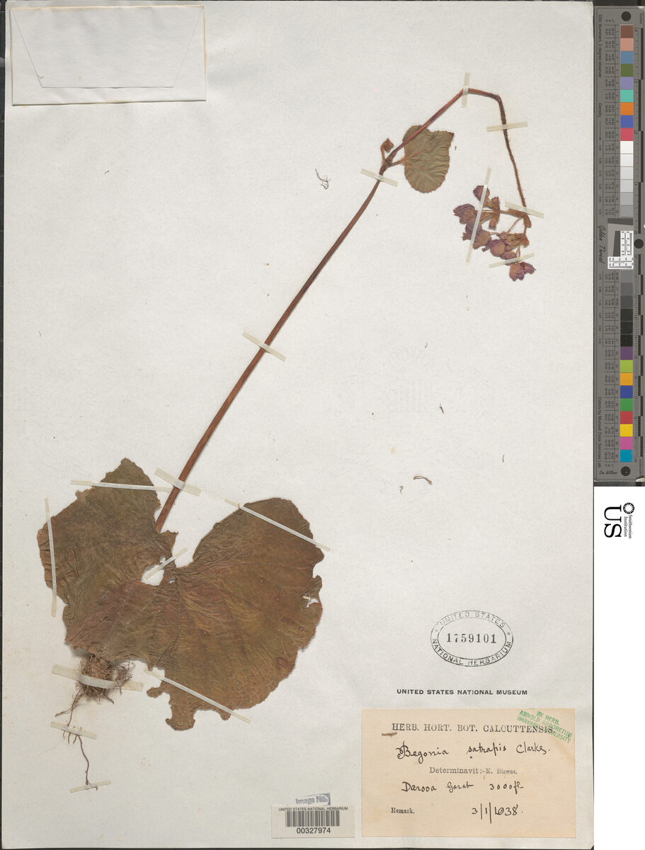 Begonia satrapis — photo