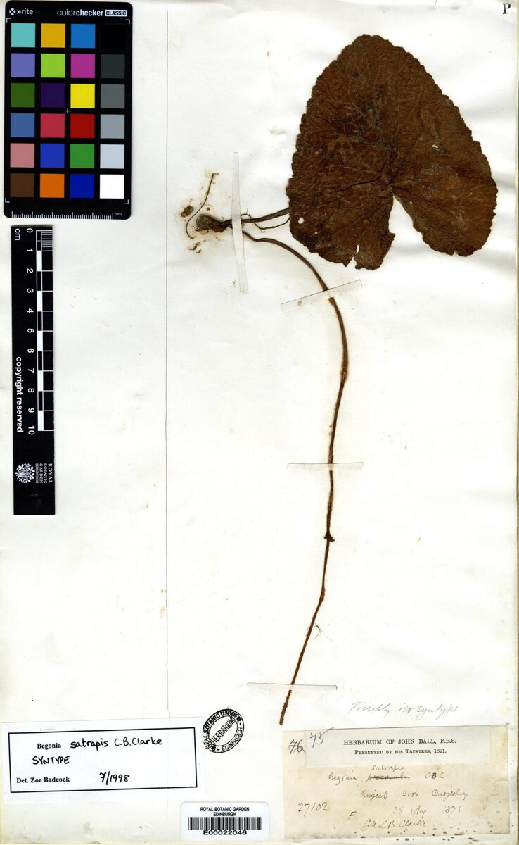 Begonia satrapis — photo