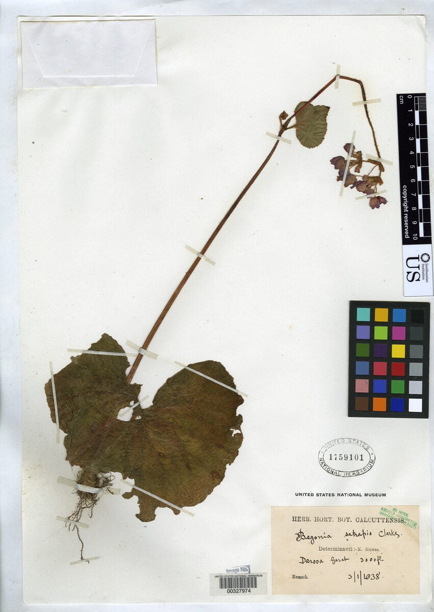 Begonia satrapis
