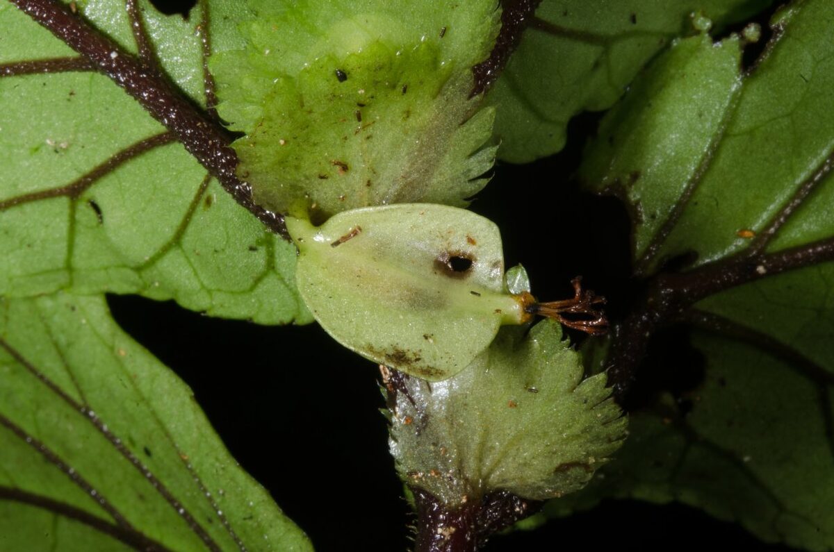 Begonia sciaphila — photo