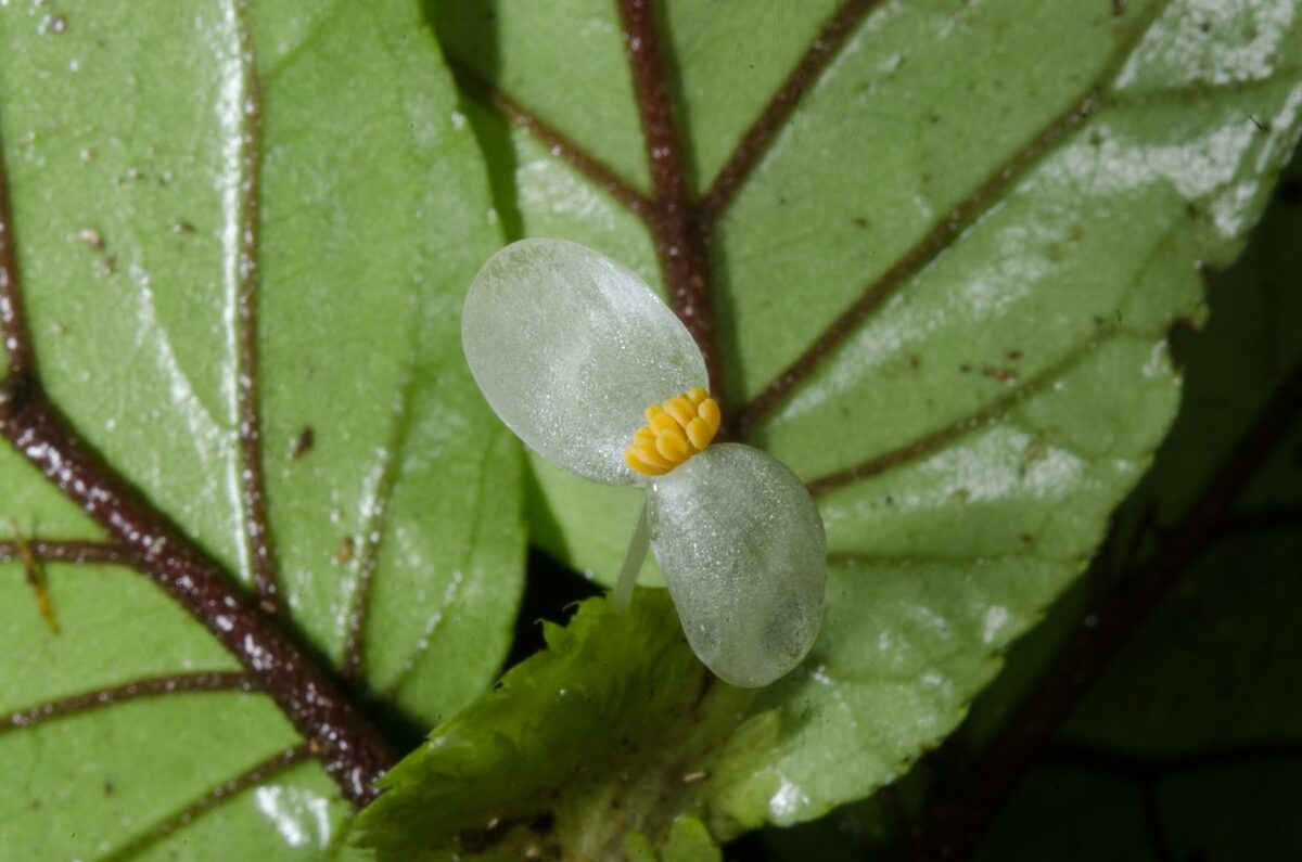Begonia sciaphila — photo