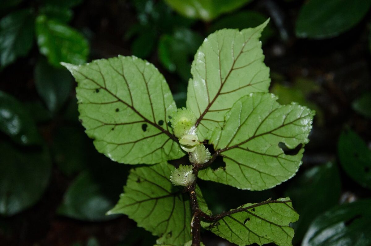 Begonia sciaphila