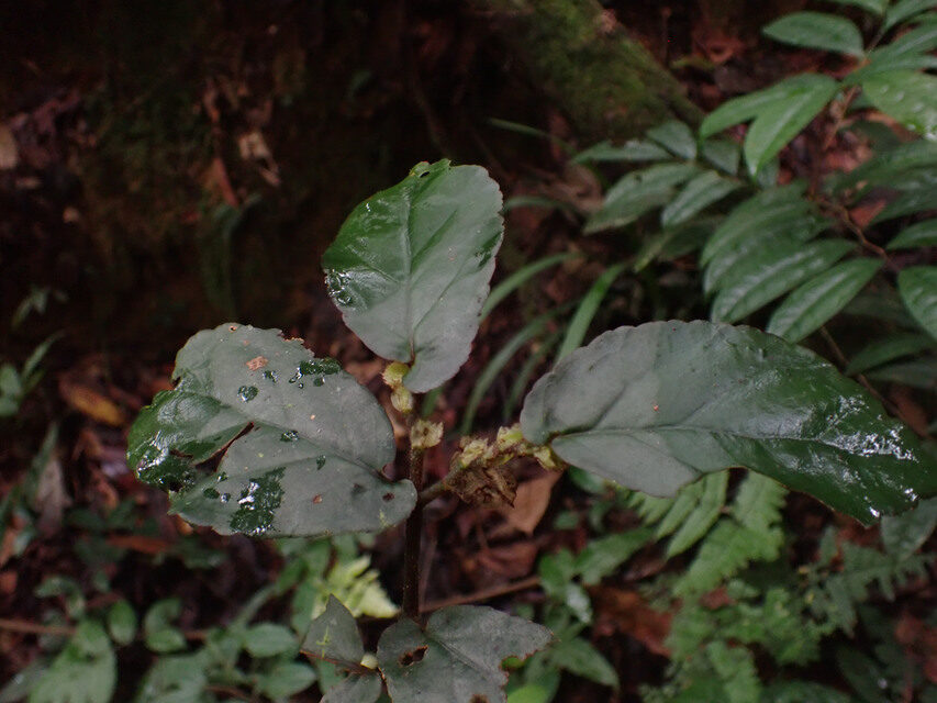 Begonia sessilifolia — photo