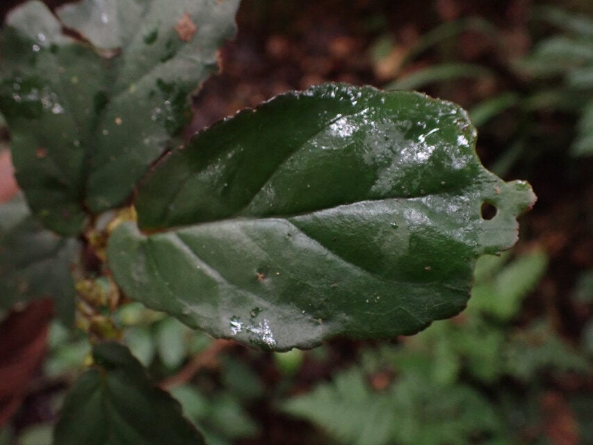 Begonia sessilifolia — photo