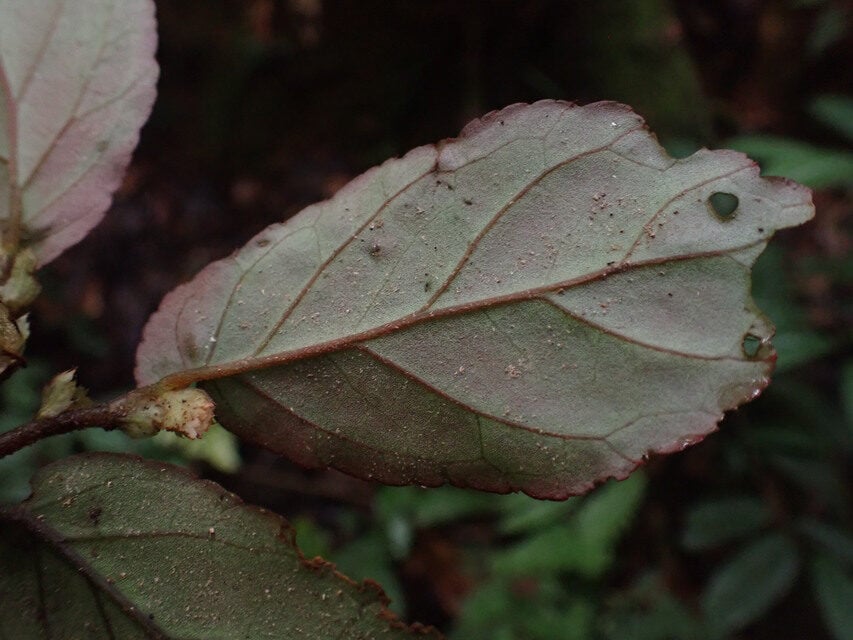 Begonia sessilifolia