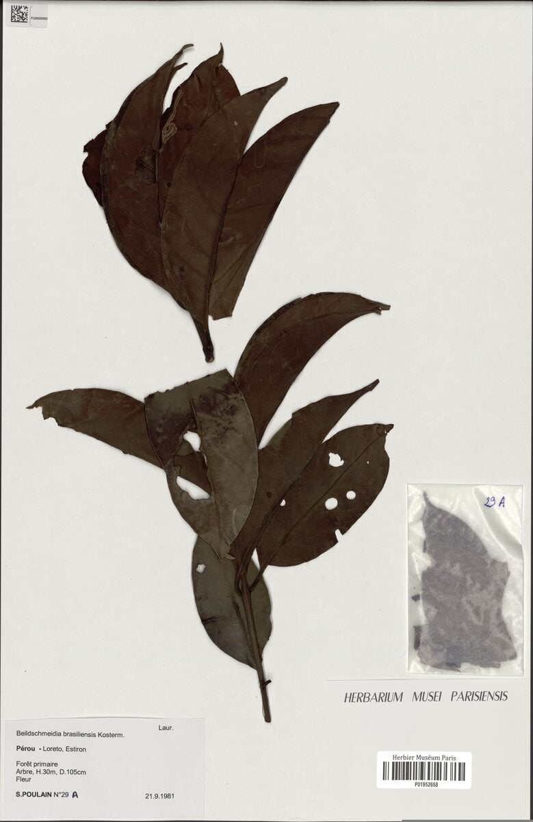 Beilschmiedia brasiliensis (Anauera) — photo